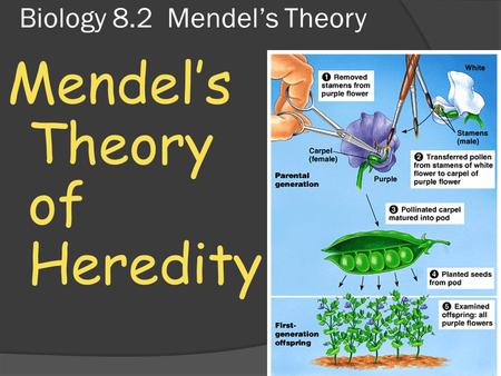 Biology 8.2 Mendel’s Theory