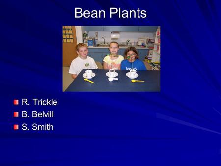 Bean Plants R. Trickle B. Belvill S. Smith. Purpose Do different amounts of water affect the growth of bean plants?