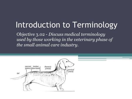 Introduction to Terminology Objective 3.02 - Discuss medical terminology used by those working in the veterinary phase of the small animal care industry.