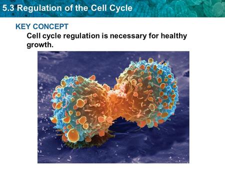 5.3 Regulation of the Cell Cycle KEY CONCEPT Cell cycle regulation is necessary for healthy growth.
