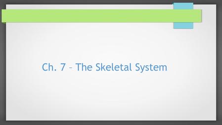 Ch. 7 – The Skeletal System. Introduction  Bones are ALIVE  They have many functions  There are a total of 206 bones in the human body.