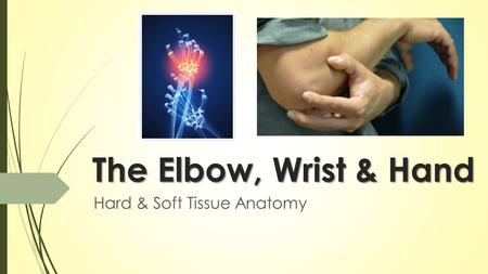 The Elbow, Wrist & Hand Hard & Soft Tissue Anatomy.