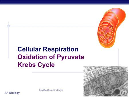 AP Biology 2006-2007 Cellular Respiration Oxidation of Pyruvate Krebs Cycle Modified from Kim Foglia.