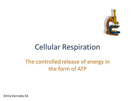 Cellular Respiration The controlled release of energy in the form of ATP Emily Kennedy 3A.