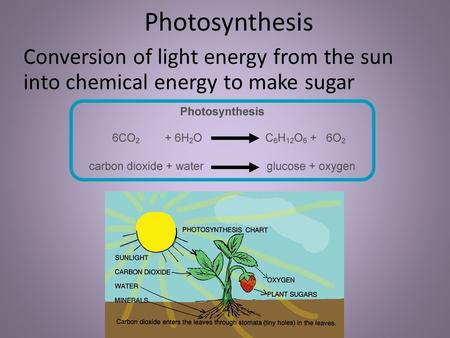 Photosynthesis Conversion of light energy from the sun into chemical energy to make sugar.