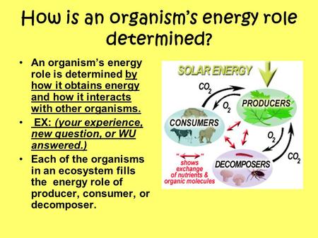 How is an organism’s energy role determined?