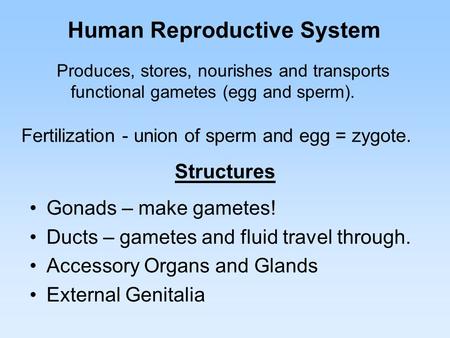 Human Reproductive System Gonads – make gametes! Ducts – gametes and fluid travel through. Accessory Organs and Glands External Genitalia Fertilization.