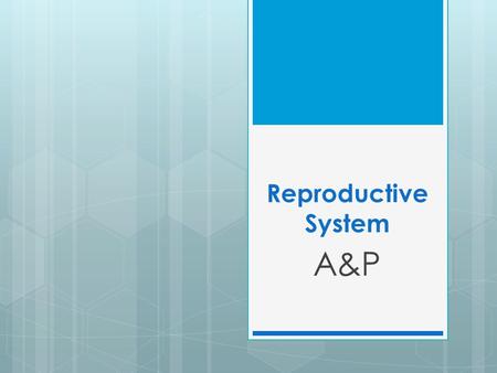 Reproductive System A&P. Reproductive System  Function=produce new life  Gonads (sex glands), ducts (tubes), and accessory organs can be found in both.
