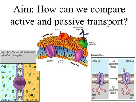 Aim: How can we compare active and passive transport?