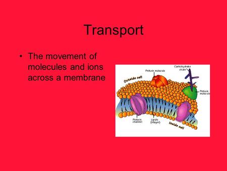 Transport The movement of molecules and ions across a membrane.