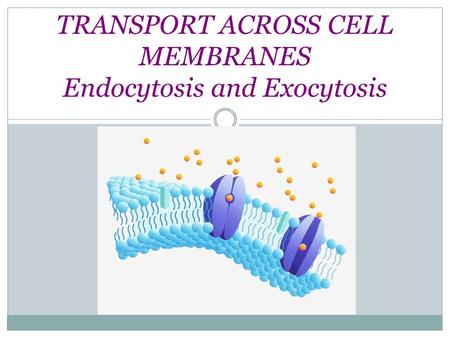 TRANSPORT ACROSS CELL MEMBRANES Endocytosis and Exocytosis.