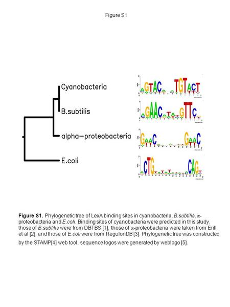 Figure S1 Figure S1. Phylogenetic tree of LexA binding sites in cyanobacteria, B.subtilis,  - proteobacteria and E.coli. Binding sites of cyanobacteria.