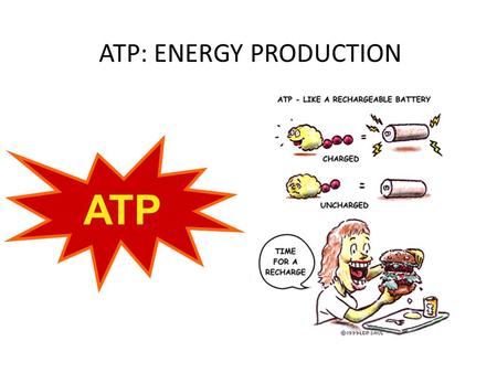ATP: ENERGY PRODUCTION ATP. Energy The body needs a constant supply of energy to perform every day tasks such as respiration and digestion. Energy is.