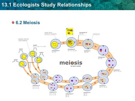 13.1 Ecologists Study Relationships 6.2 Meiosis. 6.2 Process of Meiosis What is the purpose of mitosis?