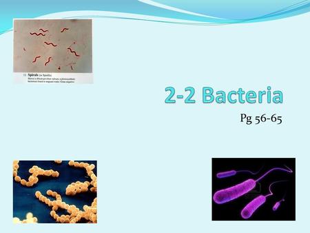 2-2 Bacteria Pg 56-65.