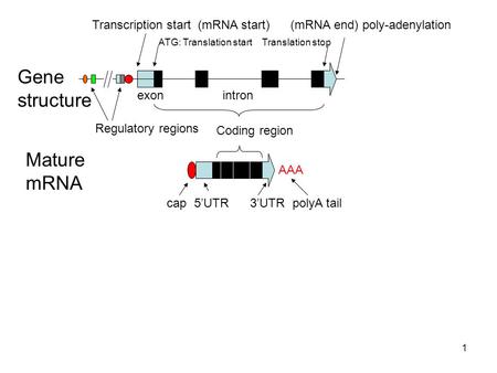 1 Coding region ATG: Translation start Translation stop Transcription start (mRNA start) (mRNA end) poly-adenylation exon intron Mature mRNA Gene structure.