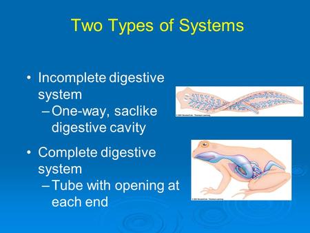 Two Types of Systems Incomplete digestive system –One-way, saclike digestive cavity Complete digestive system –Tube with opening at each end.