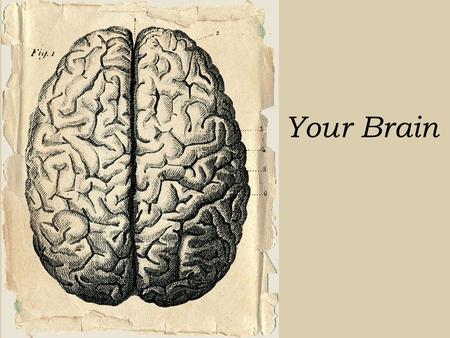 Your Brain. Left Brain vs. Right Brain Verbal Symbolic Rational Logical Linear Rational Statements using logic Nonverbal Actual, real Non-rational Intuitive.