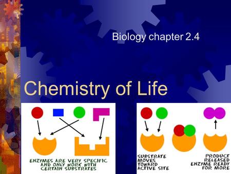 Chemistry of Life Biology chapter 2.4. Enzymes (Proteins)  Enzymes are proteins that act as catalysts in nearly all metabolic processes (essential for.
