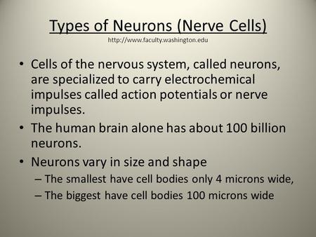 Types of Neurons (Nerve Cells)  Cells of the nervous system, called neurons, are specialized to carry electrochemical.