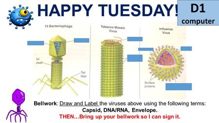 HAPPY TUESDAY! Bellwork: Draw and Label the viruses above using the following terms: Capsid, DNA/RNA, Envelope. THEN…Bring up your bellwork so I can sign.