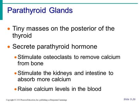 Parathyroid Glands Slide 9.26 Copyright © 2003 Pearson Education, Inc. publishing as Benjamin Cummings  Tiny masses on the posterior of the thyroid 