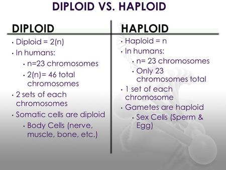 DIPLOID Diploid = 2(n) In humans: n=23 chromosomes 2(n)= 46 total chromosomes 2 sets of each chromosomes Somatic cells are diploid Body Cells (nerve, muscle,