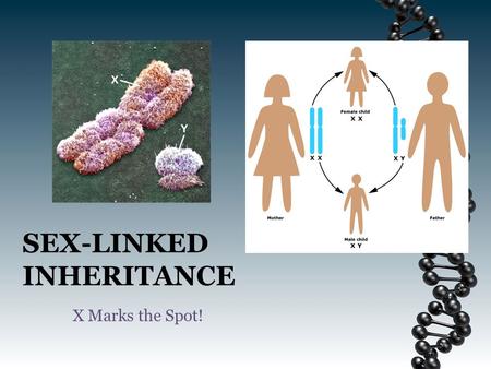SEX-LINKED INHERITANCE X Marks the Spot!. Sex Chromosomes Humans normally possess 23 pairs of chromosomes. – 22 of these pairs are identical in both genders.