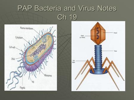 PAP Bacteria and Virus Notes Ch 19. Bacteria are grouped into two kingdoms: -Eubacteria and Arcahebacteria -Eubacteria and Archaebacteria have different.