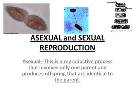 ASEXUAL and SEXUAL REPRODUCTION Asexual--This is a reproductive process that involves only one parent and produces offspring that are identical to the.