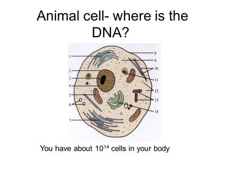 Animal cell- where is the DNA? You have about 10 14 cells in your body.