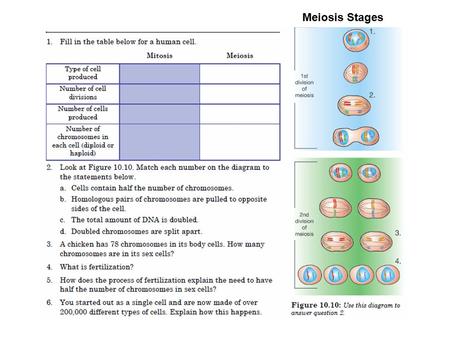 Meiosis Stages. Agenda: Cell Cycle using Mitosis & Meiosis Learning Target: I can describe the role of genes and chromosomes in the process of cell reproduction,