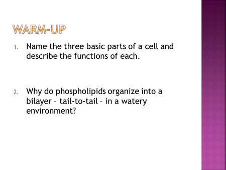 1. Name the three basic parts of a cell and describe the functions of each. 2. Why do phospholipids organize into a bilayer – tail-to-tail – in a watery.