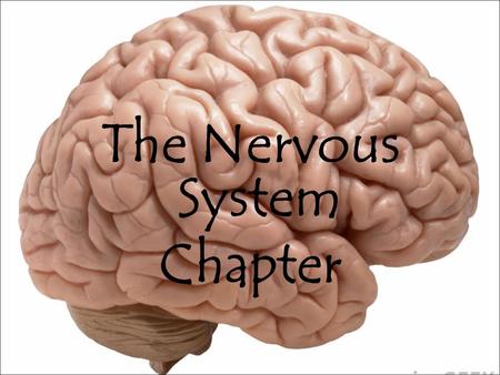 The Nervous System Chapter. Learning Targets By end of this lesson, you should be able to: Differentiate between the central and peripheral nervous systems.
