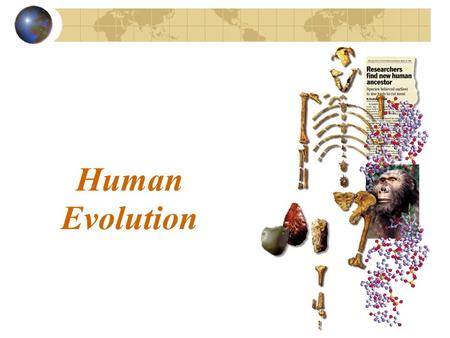 Human Evolution. What makes us human? Anthropology has examined evidence from millions of years to develop a theory of the ____________________________.