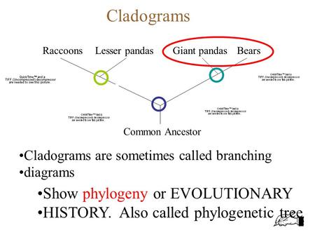 Cladograms RaccoonsLesser pandasGiant pandasBears Common Ancestor Cladograms are sometimes called branching diagrams Show phylogeny or EVOLUTIONARY HISTORY.