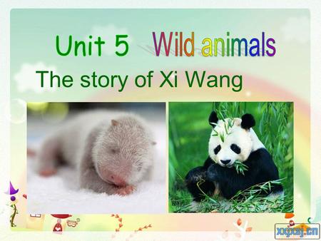 The story of Xi Wang. mean be born beginning in the beginning sadly face vt. 意思是，意味着 出生，出世 n. 开始，起初 一开始 adv. 令人遗憾地，不幸 地；伤心地 vt. 面临；面对 Words and expressions.