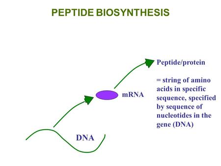 PEPTIDE BIOSYNTHESIS DNA mRNA Peptide/protein = string of amino acids in specific sequence, specified by sequence of nucleotides in the gene (DNA)