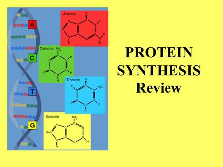 PROTEIN SYNTHESIS Review. Cell organelle where ______________ proteins are made Copying DNA _________________ G roup of 3 nucleotides _____________ in.