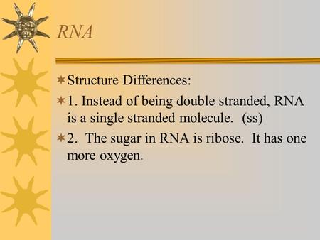 RNA  Structure Differences:  1. Instead of being double stranded, RNA is a single stranded molecule. (ss)  2. The sugar in RNA is ribose. It has one.