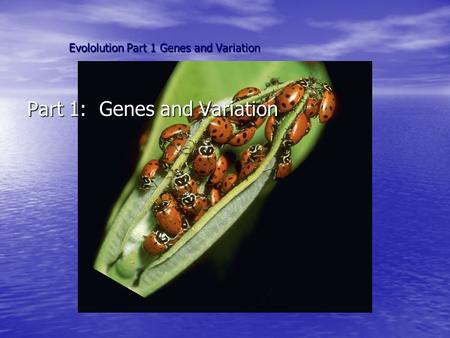 Evololution Part 1 Genes and Variation Part 1: Genes and Variation.