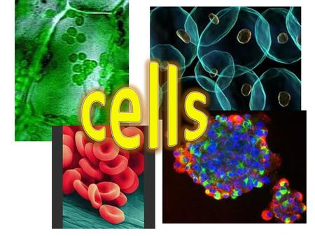 Cell Biology Introduction to cells Learning Intentions By investigating cell structure I can recognise and give the function of a variety of cell organelles.