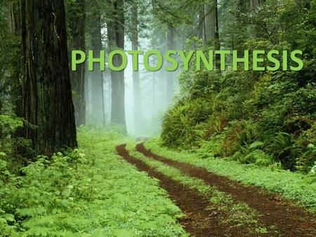 PHOTOSYNTHESIS. All organisms use energy to carry out the functions of life. They obtain this energy directly or indirectly from the sun. sun Which organisms.