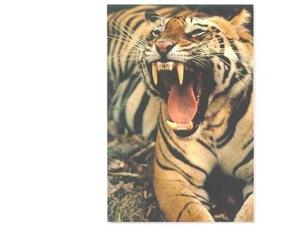 BENGAL TIGER. ATOM COPPER ATOMS OF CONDUCT ORS.