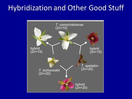 Hybridization and Other Good Stuff. Introduction A hybrid results from combining two of the same type of objects, and it has characteristics of both Atomic.