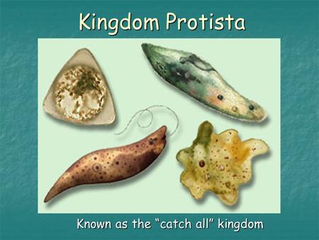 Kingdom Protista Known as the “catch all” kingdom.