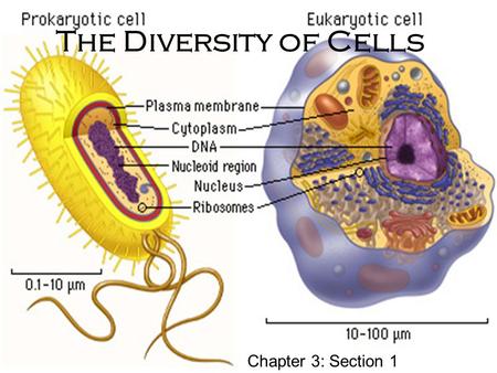 The Diversity of Cells Chapter 3: Section 1. Cells and the Cell Theory Robert Hooke - First to see blood, bacterial, and yeast cells First to observe.