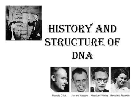 History and Structure of DNA. Thomas Hunt Morgan (1904) Discovered that genes are on chromosomes, but didn’t know if it was the protein or DNA part of.