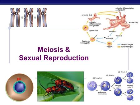 Meiosis & Sexual Reproduction Cell division / Asexual reproduction  Mitosis  produce cells with same information  identical daughter cells  exact.