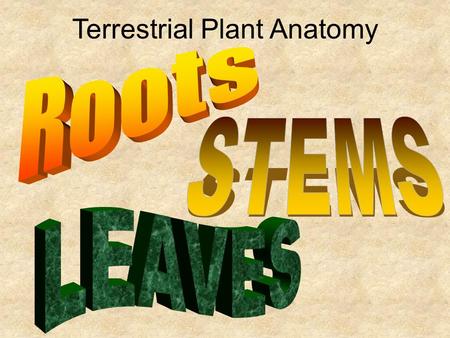 Terrestrial Plant Anatomy. Plants moved from water to land but there were challenges along the way… Challenge Adaptation Getting water and minerals into.